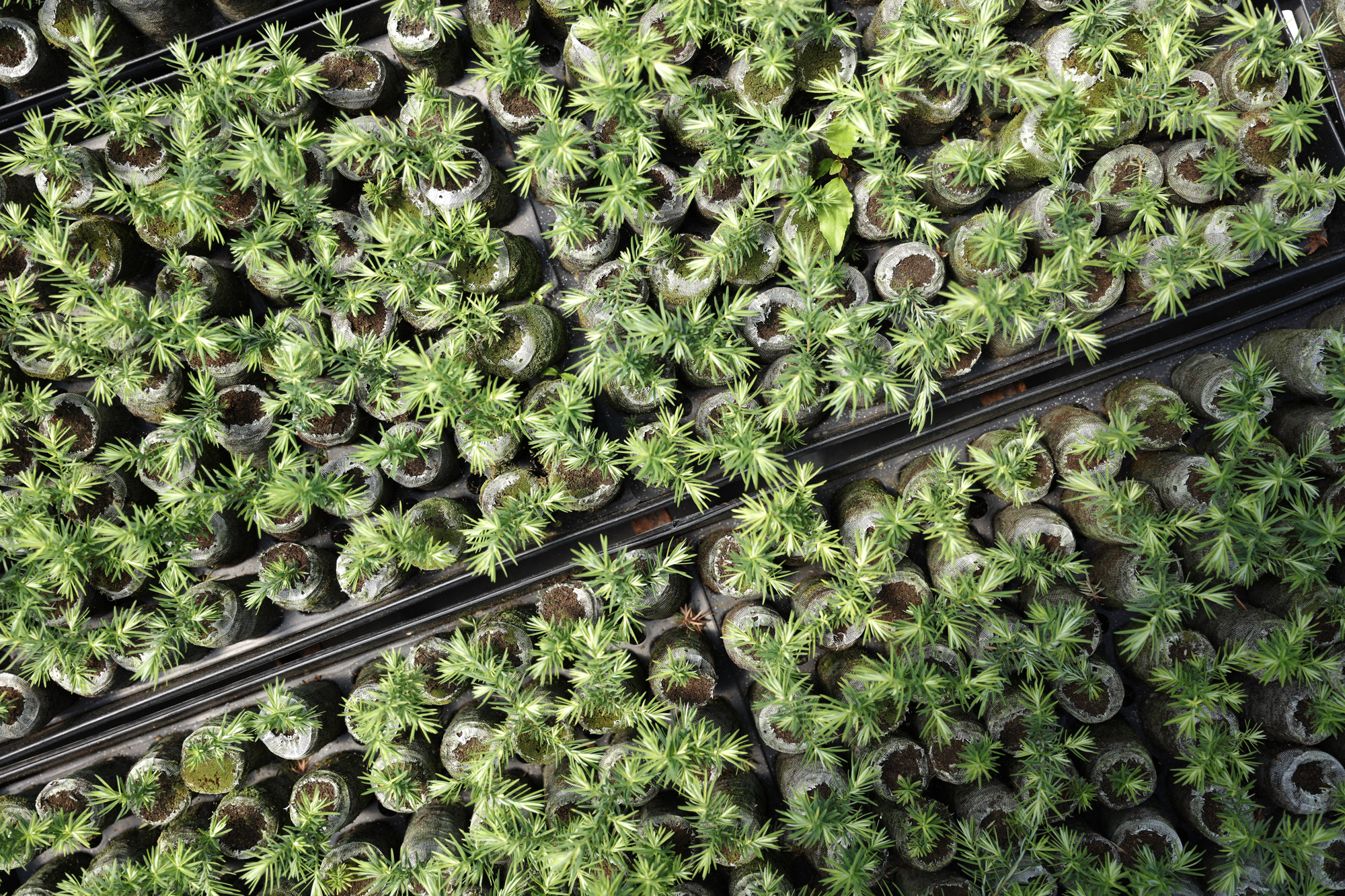 Vans Pines Seedlings